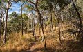 the way through the woods